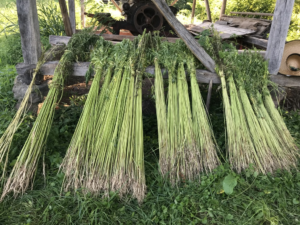 4. Uscarea cânepii după recoltare. (Drying the harvested hemp) Proiect de cercetare, 2018. Muzeul Textilelor, Corp C